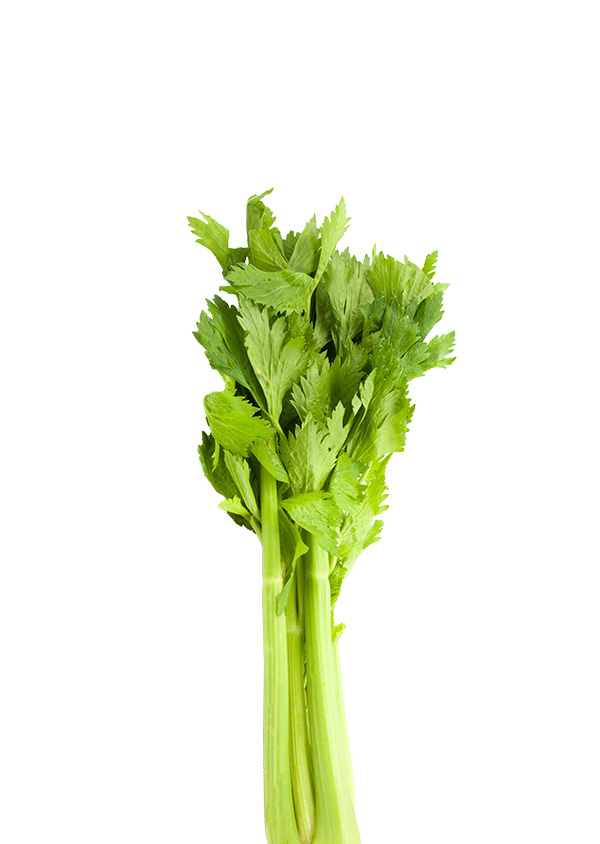 Celery Stick – Tilmor Farms